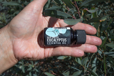 Eucalyptus polybractea